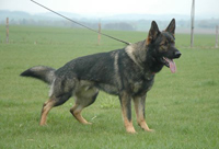 karay-main1-e1362570339967