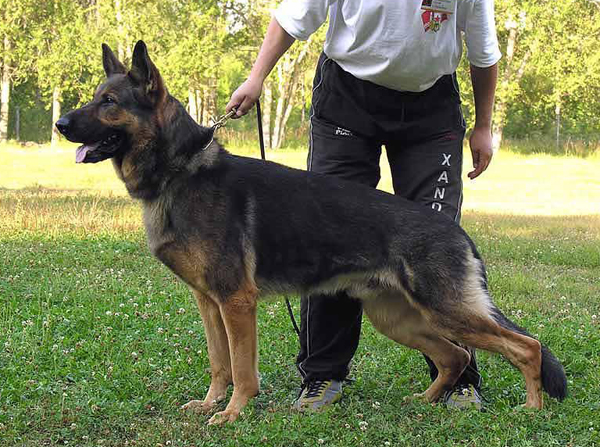 marko2