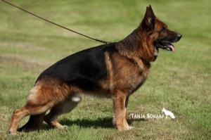 Tiras vom Roten Feld