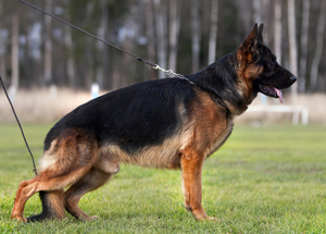 Tiago della Real Favorita