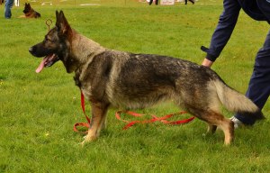 Norika s Putilovoy Gory (3)