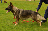 Norika s Putilovoy Gory (3)