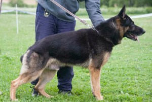 Rasputin von der Mahler-Meister1