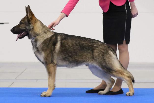 25520850_1756032794447458_1828808597_o