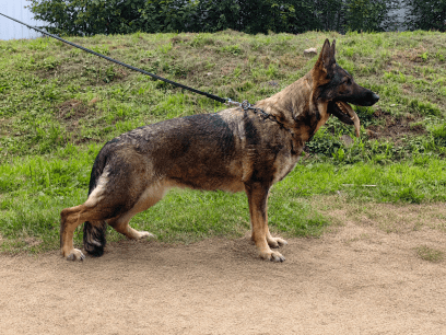 Яга